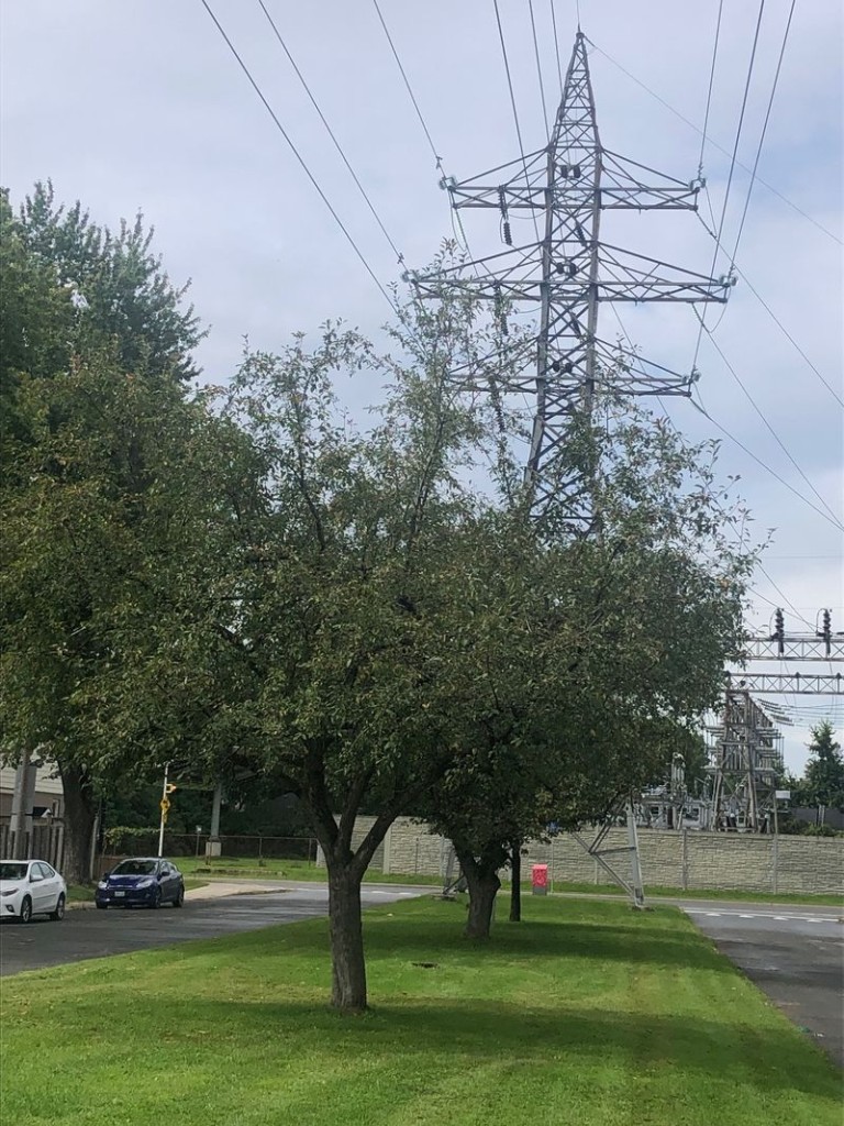 Trees have been growing under the Centennial Boulevard lines for more than 50 years but now Hydro One wants to replace them with shrubs and smaller trees. Photo by Peter Croal 